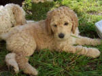 aprcot labradoodle puppy