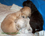 labradoodle dog family