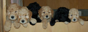 akc labradoole puppies
