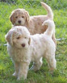 pictures of labradoodle dog breed