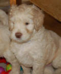 labradoodle puppy picture