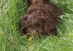 labradoodle in the grass