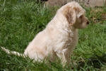 labradoodle in sitting in the grass