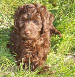 choclolet labradoodle puppy