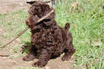 chocolate mixed poodle with stick in his mouth