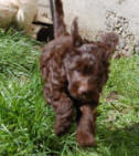 labradoodle puppy running in the grass