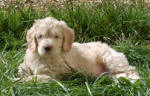 aprcot labradoodle puppy picture