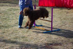 labradoodle jumping and  playing 